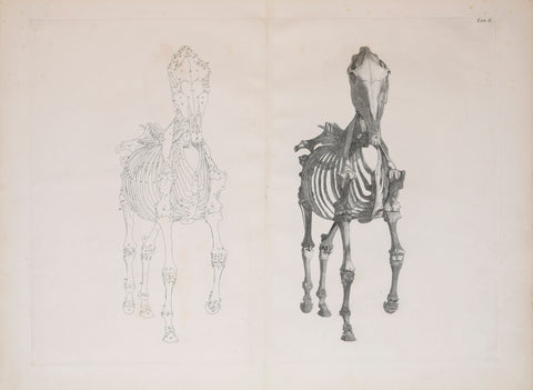 George Stubbs (British, 1724-1806) Plate II, The Second Anatomical Table of the Skeleton of a Horse