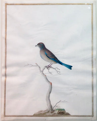 Style of Nicolas Robert (French, 1614-1685), Untitled [Blue-tailed Bird]