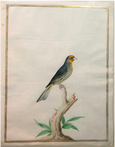 Style of Nicolas Robert (French, 1614-1685), Untitled [Yellow-breasted Bird]