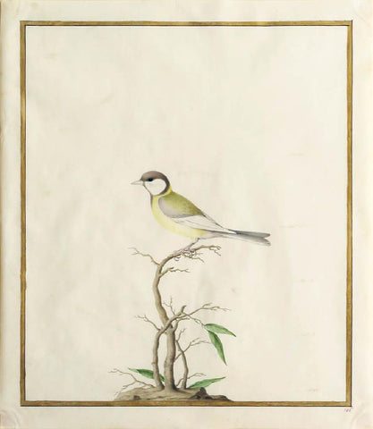 Style of Nicolas Robert (French, 1614-1685), Untitled [Yellow and Grey Bird on a Branch]