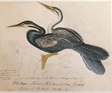 Heinrich Gottlieb Ludwig Reichenbach (German, 1793-1879), Original watercolor drawings for Die Vollständigste Naturgeschichte der Vögel des In- und Auslandes.