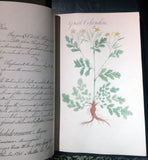 William Sutcliffe, (19th-century) A Collection of English Plants, Drawn and Colored by William Sutcliffe.