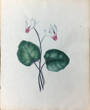 Attributed to Anna Tabor (F.1838) Fine Collection of Original Botanical Watercolors