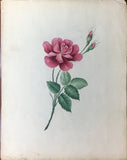 Attributed to Anna Tabor (F.1838) Fine Collection of Original Botanical Watercolors