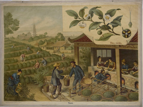 F.E. Wachsmuth, Thee [Scene Showing Tea Leaf Farming]