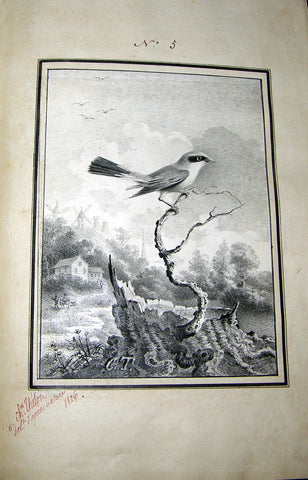 Antoine-Charles Thelot (French, 1798-1853), Oiseaux. Dessines d’apres nature (a la plume).