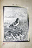 Antoine-Charles Thelot (French, 1798-1853), Oiseaux. Dessines d’apres nature (a la plume).