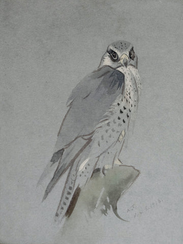 Archibald Thorburn, (British, 1860-1935), Bird of Prey