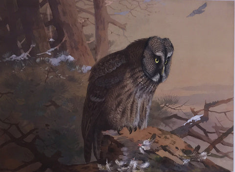 Archibald Thorburn, (British, 1860-1935), A Great Grey Owl