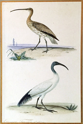 Edouard Travies (French, 1809 - 1870), Curlew and Sacred Ibis