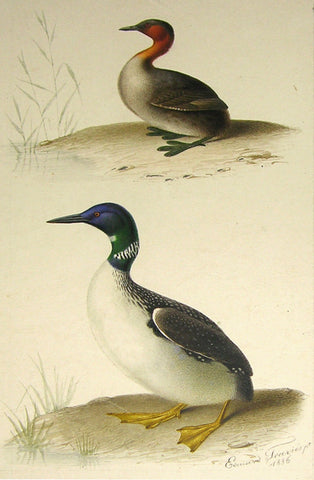 Edouard Travies (French, 1809 - 1870), Duck Study