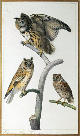 Edouard Travies (French, 1809 - 1870), Eagle Owl, Long-eared Owl, and Scops Owl