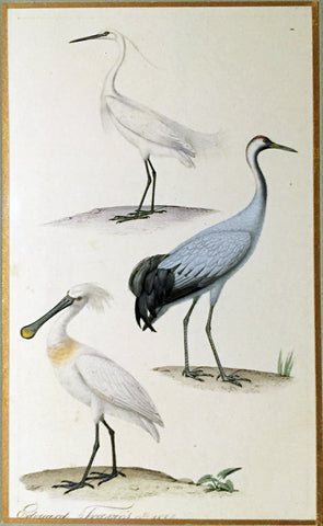 Edouard Travies (French, 1809 - 1870), Little Egret, Common Crane, and Spoonbill