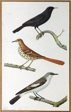 Edouard Travies (French, 1809 - 1870), Male blackbird, Brown Thrasher, and Flycatcher