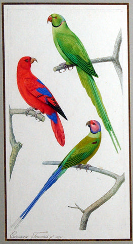 Edouard Travies (French, 1809 - 1870), Parakeet Study