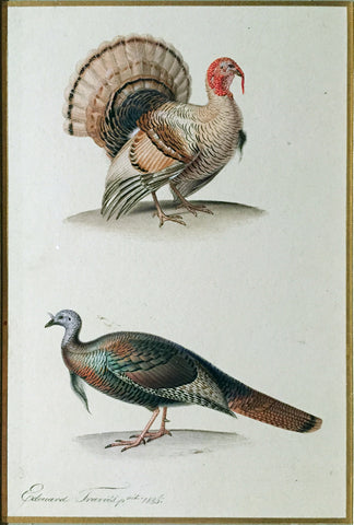 Edouard Travies (French, 1809 - 1870), Turkey Cock (domesticated) and Wild Turkey