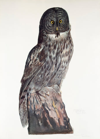 Carroll Sargent Tyson (1877-1956), Great Grey Owl