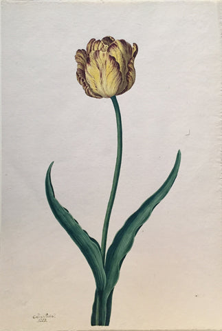 Christian Van Pesch (Belgian, 1728-1784), Yellow and Purple Tulip