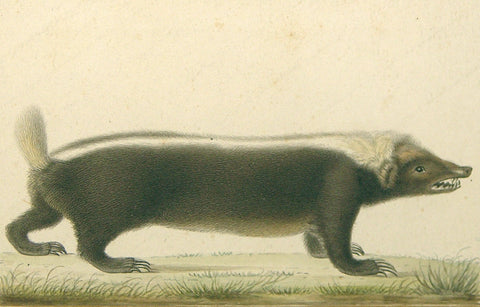 Antoine Charles Vauthier (French, 1790-1879) Sunda Stink Badger