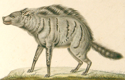 Antoine Charles Vauthier (French, 1790-1879) Hyena