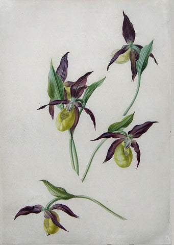 Attributed to Franz Xaver Petter (Austrian, 1791 –1866), Ladyslipper