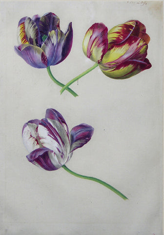 Attributed to Franz Xaver Petter (Austrian, 1791 –1866), Tulips