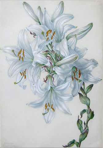 Franz Xaver Petter (Austrian, 1791 –1866), White Lily