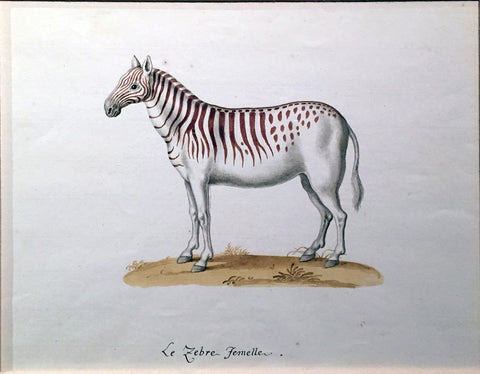 Franz Anton Von Schiedel  (Austrian, 1731-1801) A Zebra (Female)