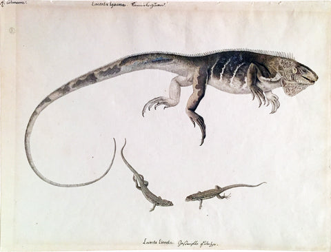 Franz Anton Von Schiedel  (Austrian, 1731-1801) Lacerta Lineara [Iguana]