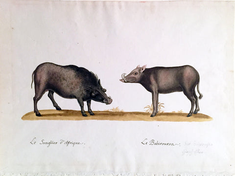Franz Anton Von Schiedel  (Austrian, 1731-1801) Le Sanglier d’Afrique Le Babiroussa (Warthog)