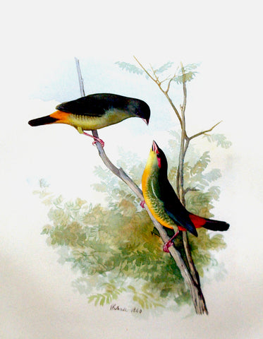 Wahast (C. 1800), Untitled [Two Birds on a Branch]