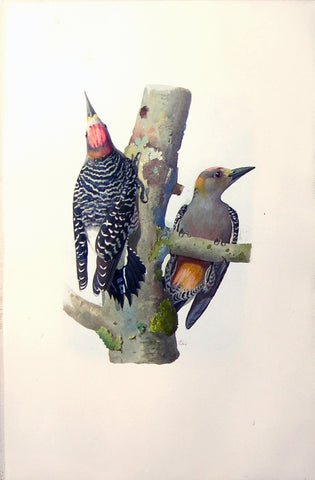 Wahast (C. 1800), Untitled [Two Woodpeckers on a Branch]