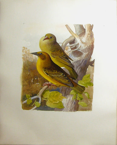 Wahast (C. 1800), Untitled [Two Yellow Birds on a Branch]