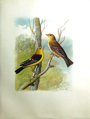 Wahast (C. 1800), Untitled [Two Yellow Songbirds on a Branch]