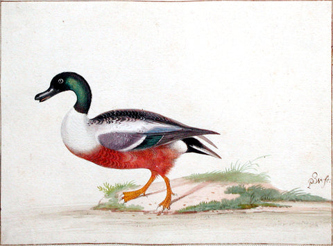 Pieter Withoos (Dutch, 1653-1693), Northern Shoveler Duck