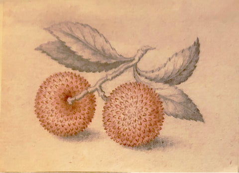 ATTRIBUTED TO Pieter Withoos (Dutch, 1654-1693), Pink Spiked Nut