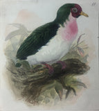 Joseph Wolf  (1820-1899), Joseph Smit (1836-1929), Johannes Geradus Keulemans (1842-1912) and Marie-Firmin Bocourt (b. 1819).  A collection of 44 watercolors of Birds and Animals