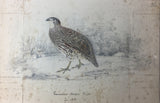 Joseph Wolf  (1820-1899), Joseph Smit (1836-1929), Johannes Geradus Keulemans (1842-1912) and Marie-Firmin Bocourt (b. 1819).  A collection of 44 watercolors of Birds and Animals