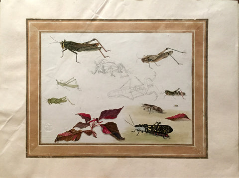 Company School (Nineteenth-Century), [Plant and Insect Study]
