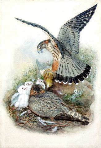 Joseph Wolf (German, 1820-1899), Merlin; Falco aesalon; Falco columbarius Linnaeus