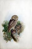 Joseph Wolf (German, 1820-1899), “Little Owl (Athene noctua)”