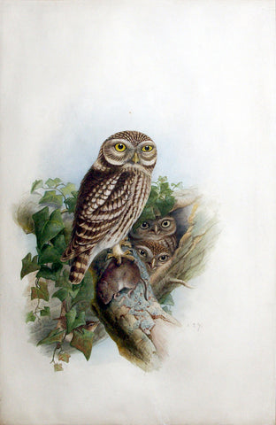 Joseph Wolf (German, 1820-1899), Owl Family