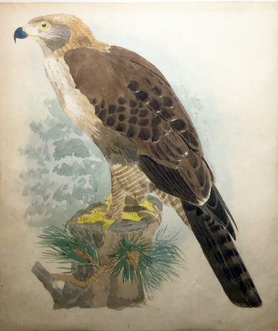 Joseph Wolf (German, 1820-1899), Falcon