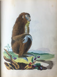 Catherine Wrather, Album of 95 original drawings of various mammals, 1829.