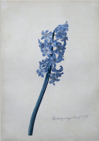 Leopold Zinnogger (Austrian, 1811-1872), Hyacinth
