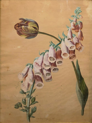 Leopold Zinnogger (Austrian, 1811-1872), Tulip and Foxglove
