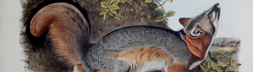 John James Audubon - Grey Fox